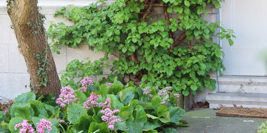 Een voortuin in de halfschaduw met klimhortensia en de schoenlappersplant als onderhoudsvriendelijke bodembedekker (Bergenia cordifolia ‘Schneekönigin’) langs het pad Een voortuin in de halfschaduw met klimhortensia en de schoenlappersplant als onderhoudsvriendelijke bodembedekker (Bergenia cordifolia ‘Schneekönigin’) langs het pad